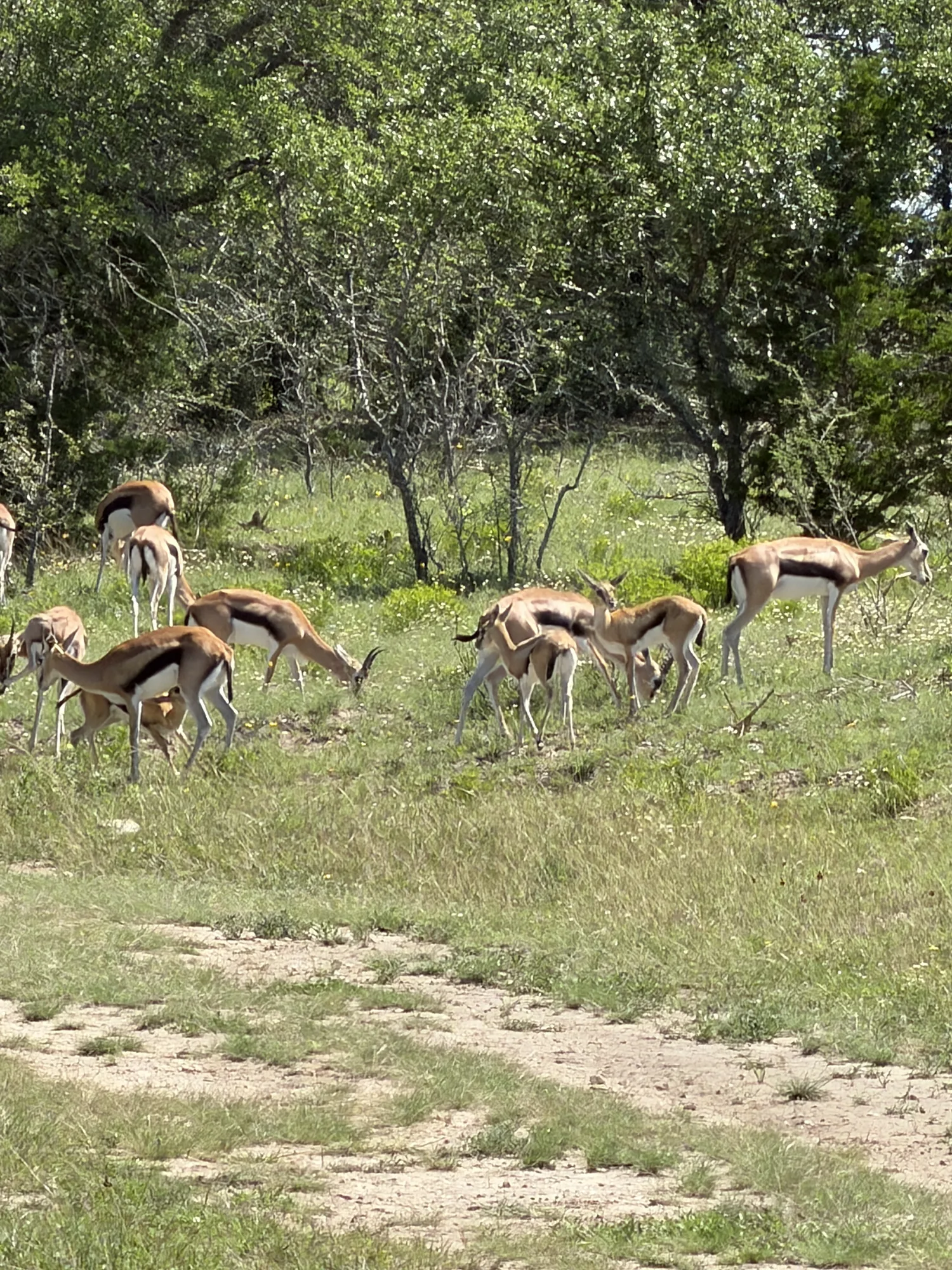 Pair of gazelles in golden Texas pasture